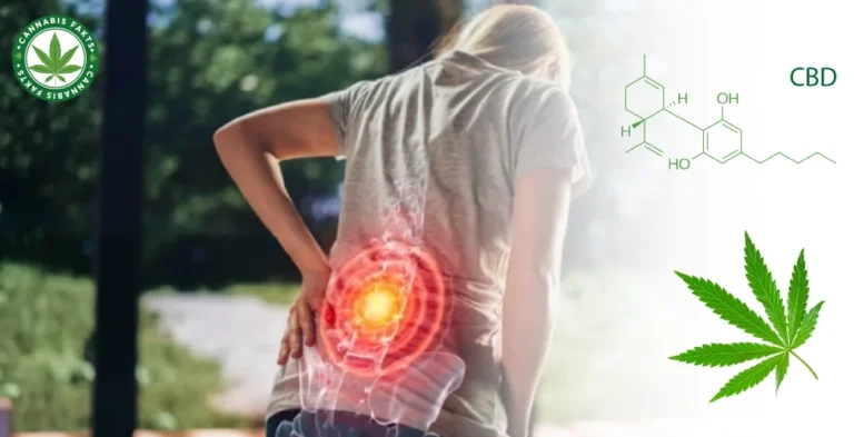  Is CBD for Back Pain Right for You? Here's What You Need to Know