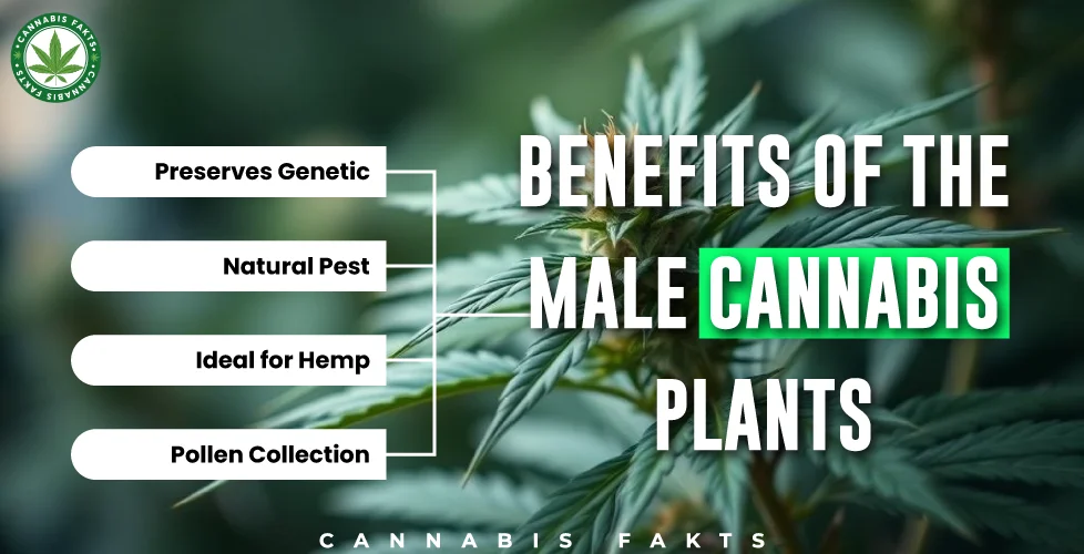 Benefits of the Male Cannabis Plants