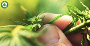 What is Male Cannabis Plants How to Identify