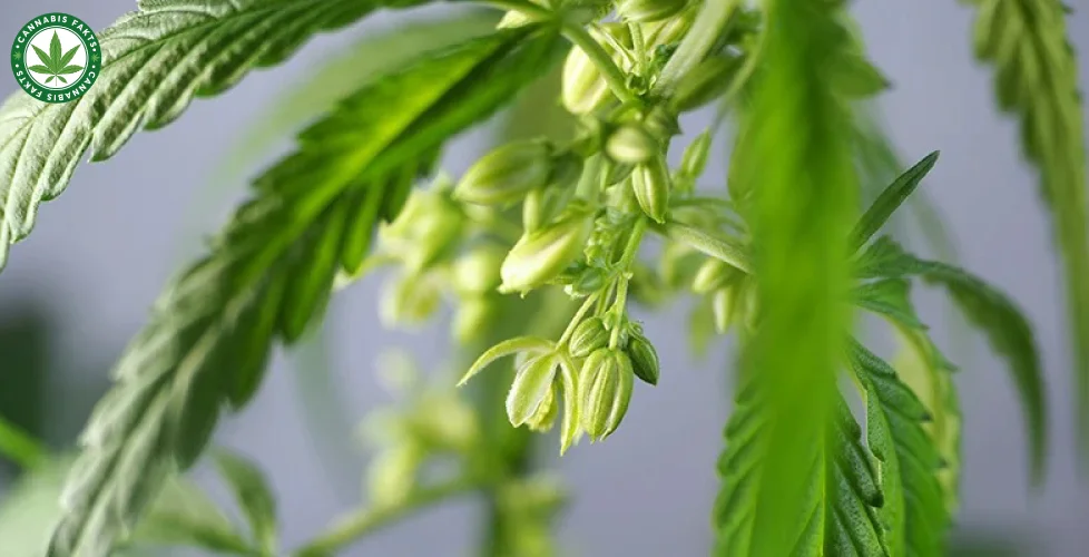 What is a Male Cannabis Plants?