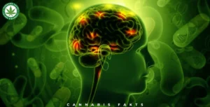 CBD Effects on the Brain: Benefits, Myths, and Facts