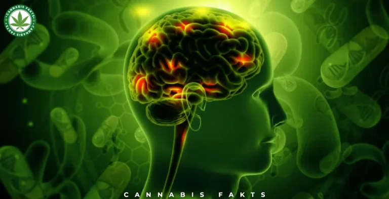 CBD Effects on the Brain: Benefits, Myths, and Facts
