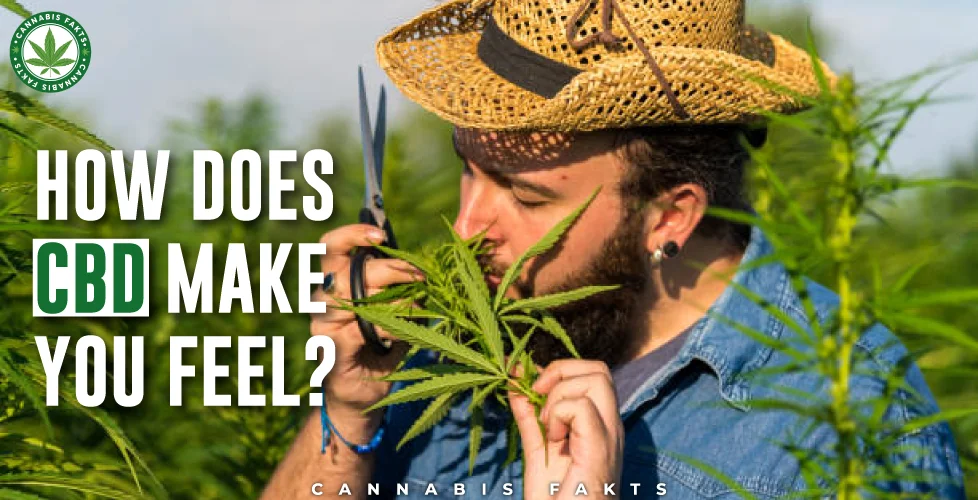 How Does CBD Make You Feel? Benefits and Real Experiences