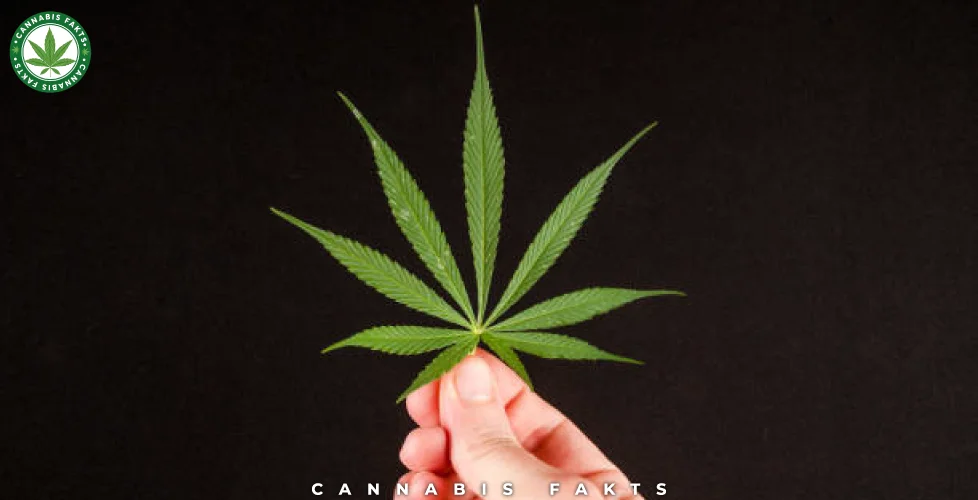What is CBD?