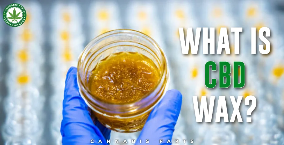 What is CBD wax?