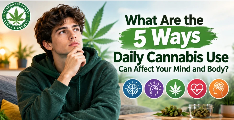 What Are the 5 Ways Daily Cannabis Use Can Affect Your Mind and Body?